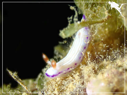 Image of Hypselodoris katherinae Gosliner & R. F. Johnson 2018