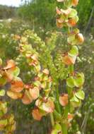 Image of Rumex lativalvis Meisn.