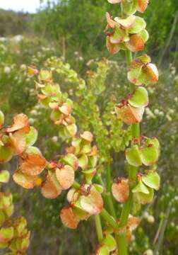 Image of Rumex lativalvis Meisn.