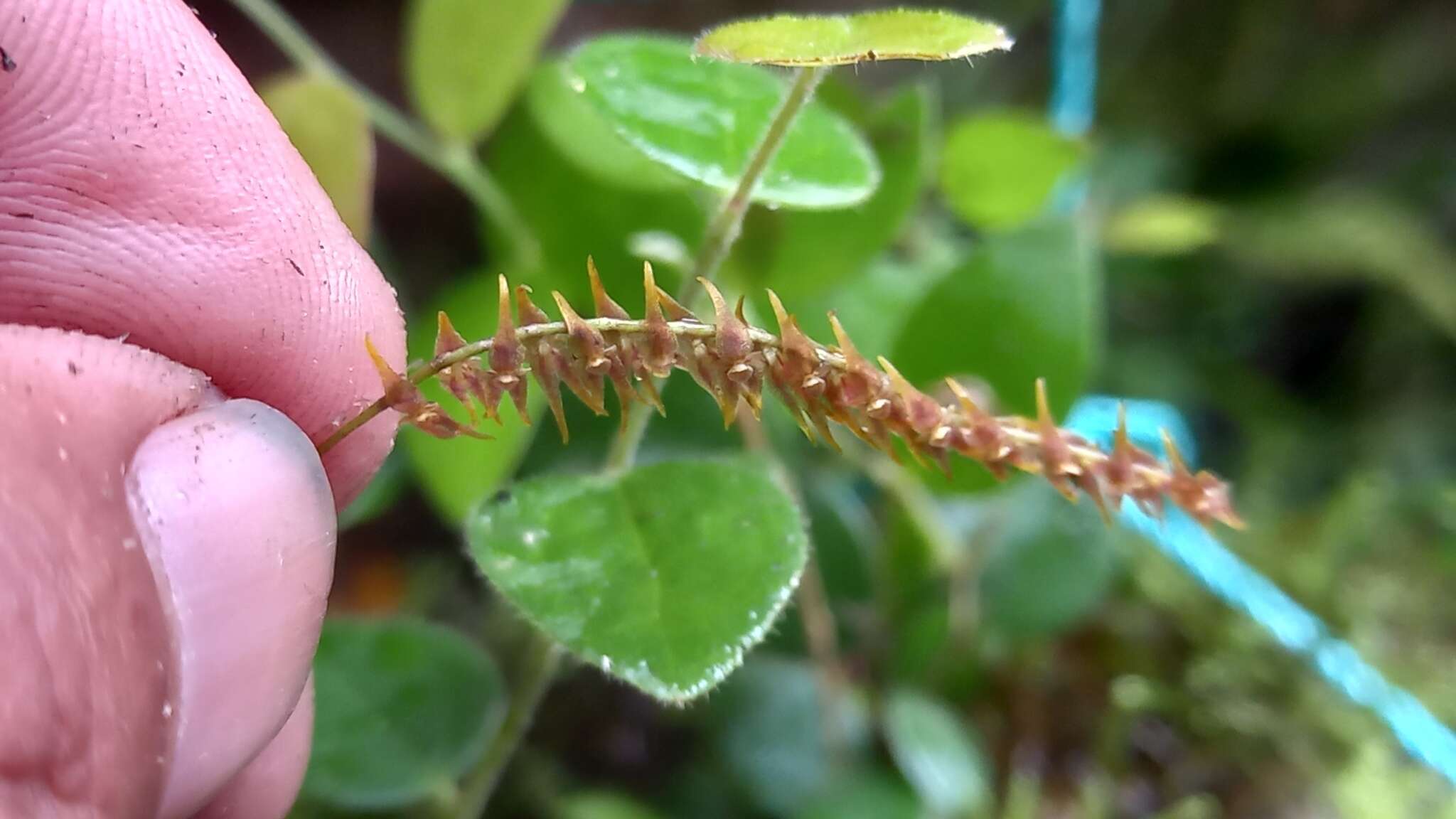 Image of Lepanthopsis hirtzii Luer