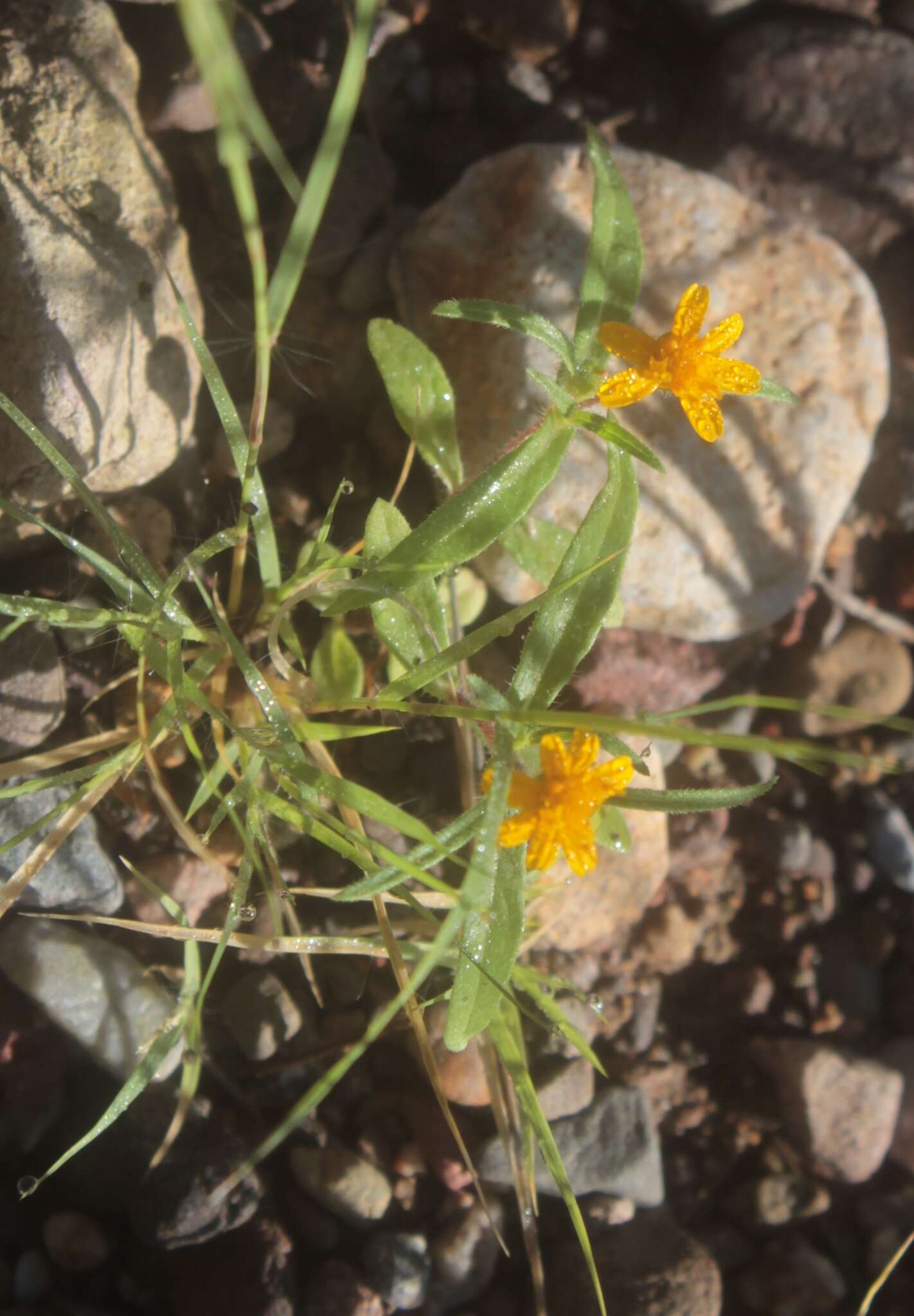 Image of Melampodium cupulatum A. Gray