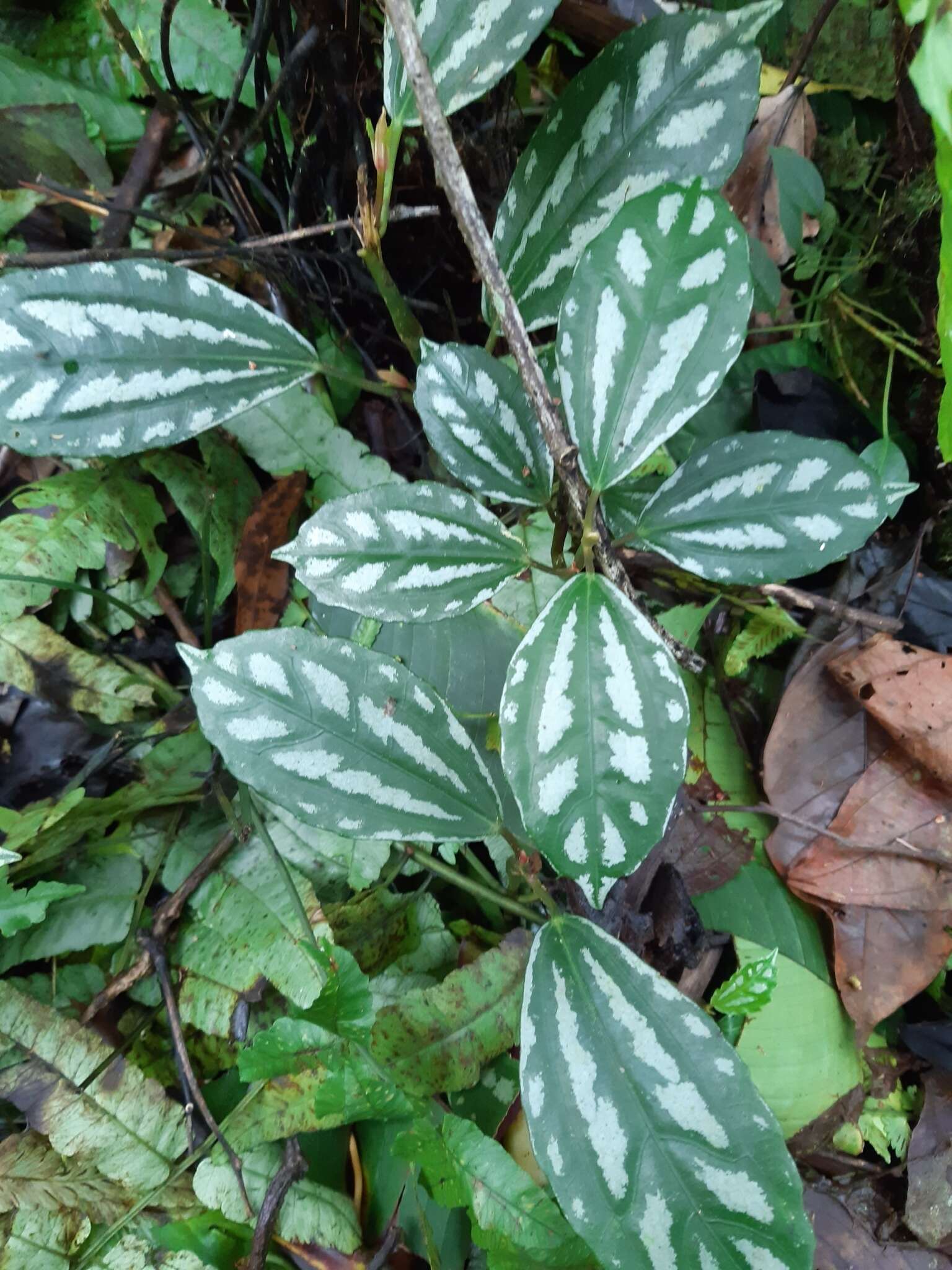 Imagem de Pilea cadierei Gagnep. & Guillaum.