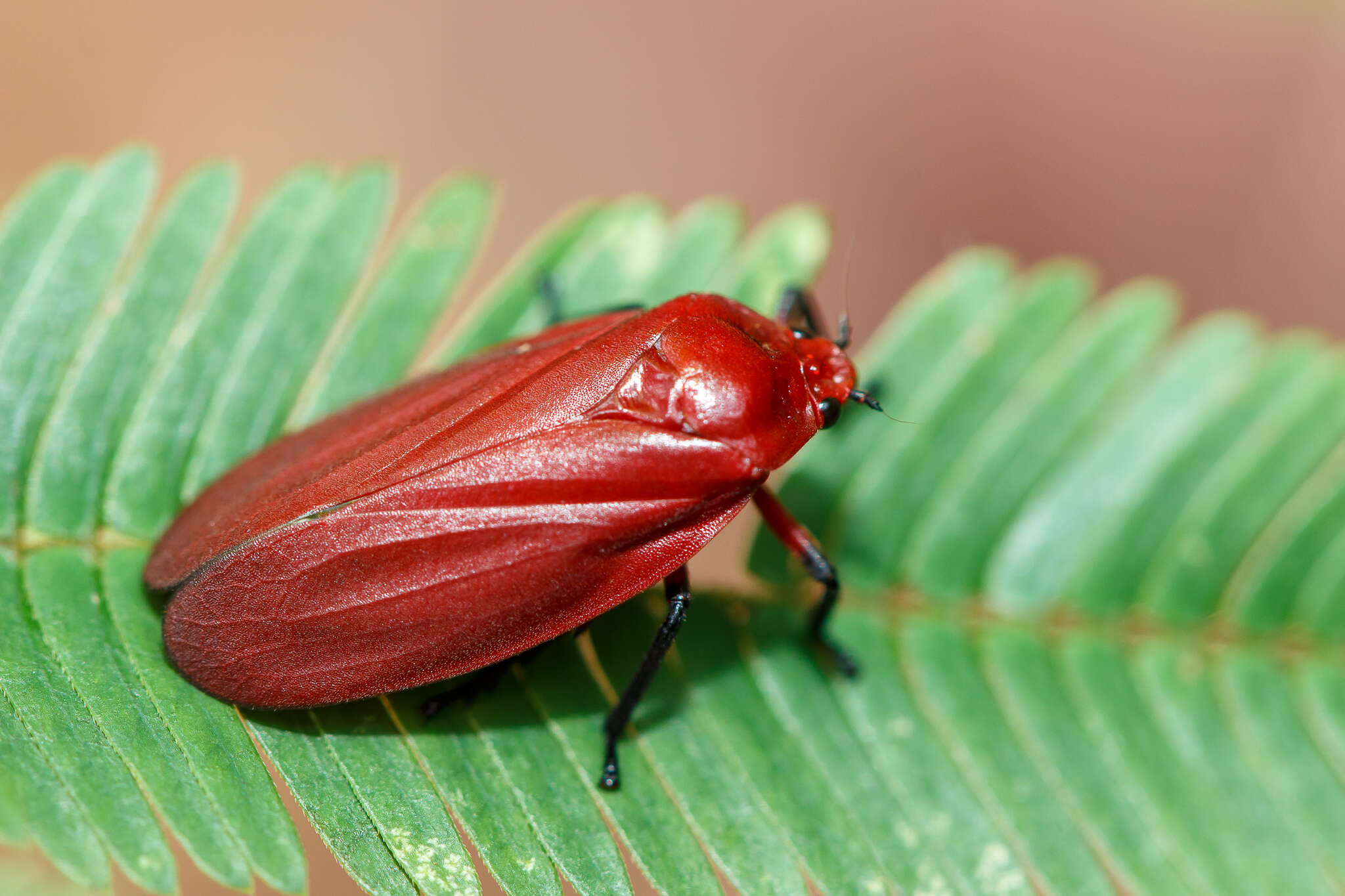 Image of Homalogrypota coccinea (Fabricius 1794)