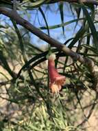 Слика од Eremophila longifolia (R. Br.) F. Muell.