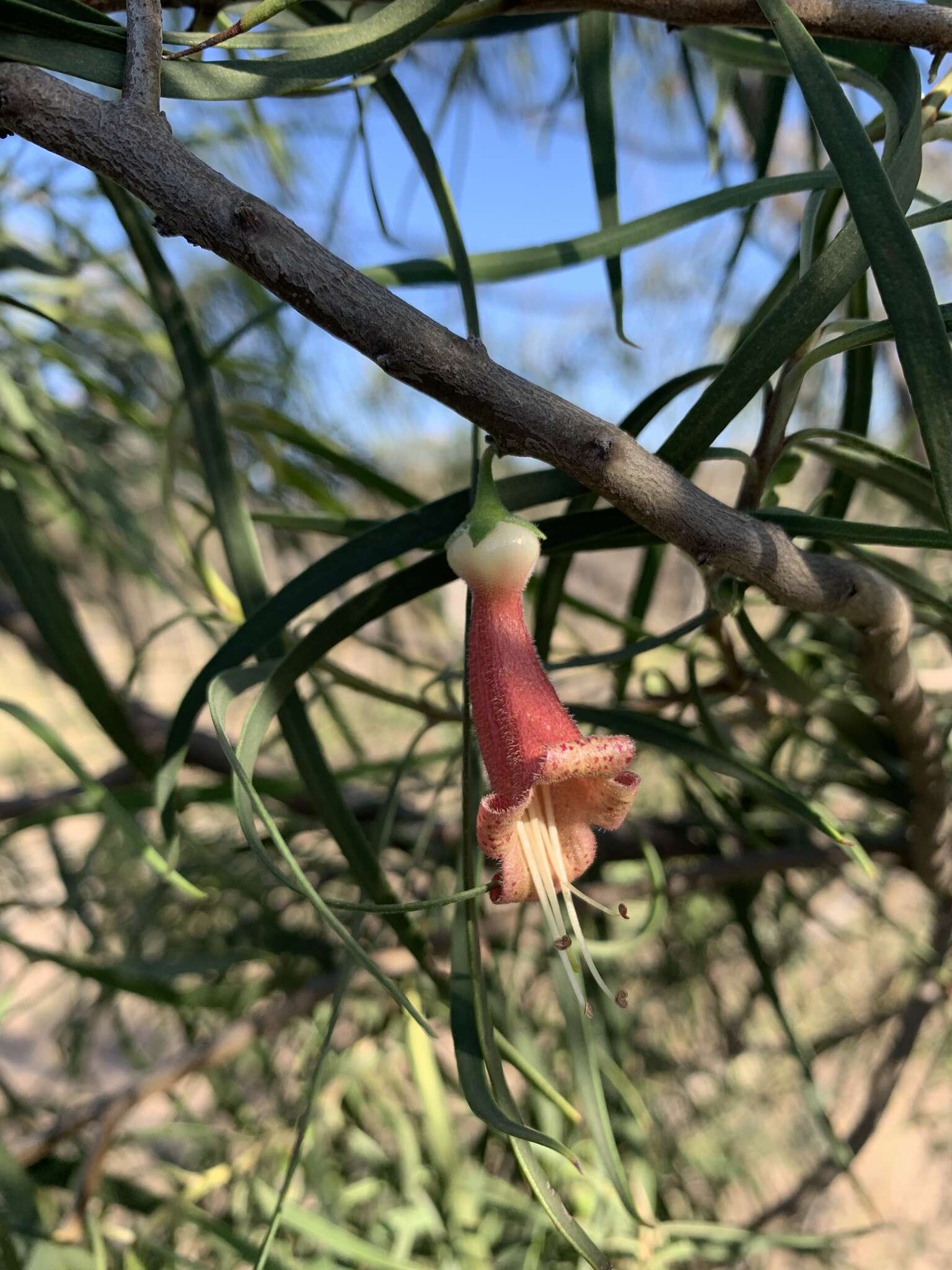 Image of Eremophila longifolia (R. Br.) F. Muell.