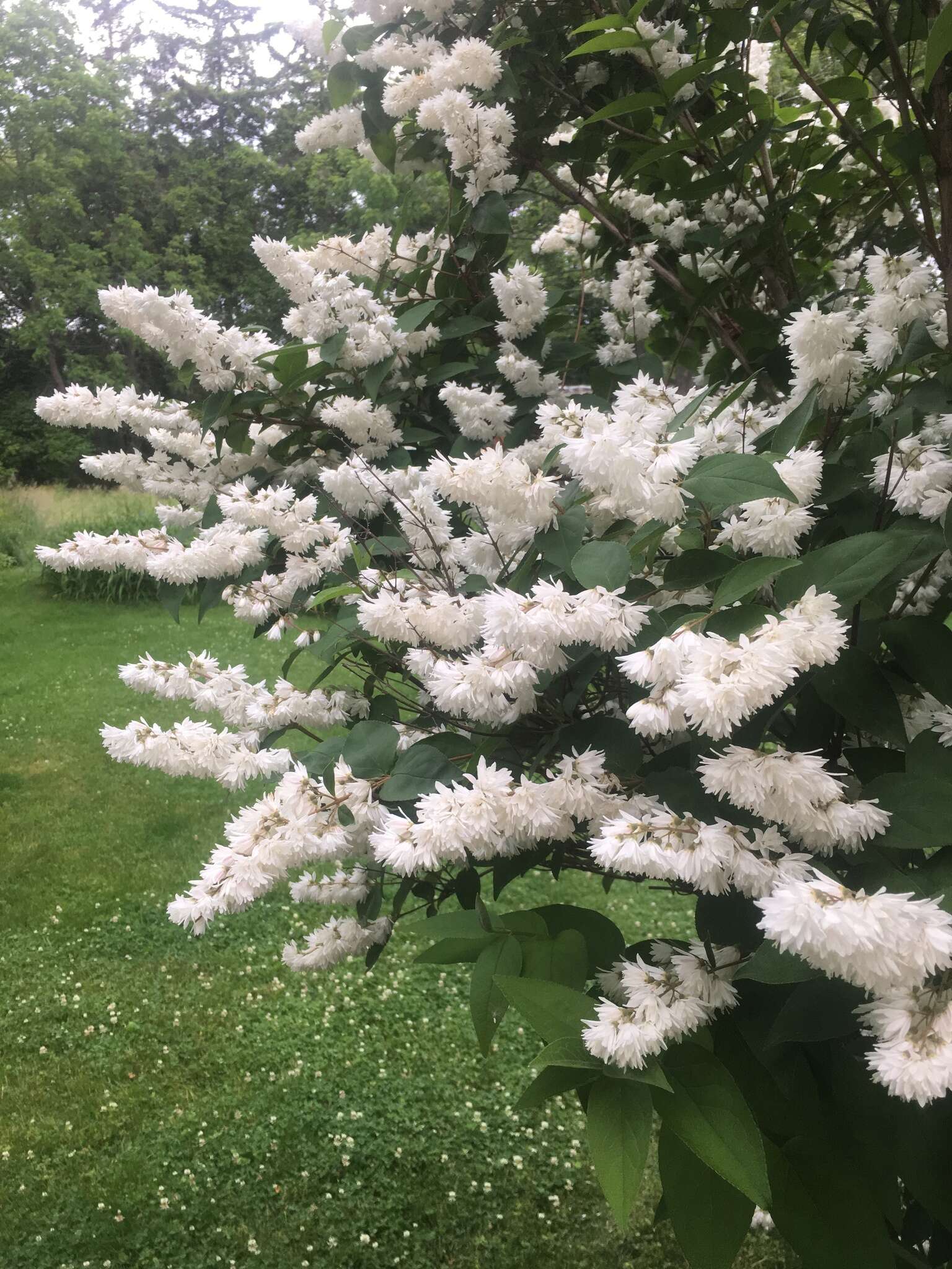 Image of fuzzy pride-of-Rochester