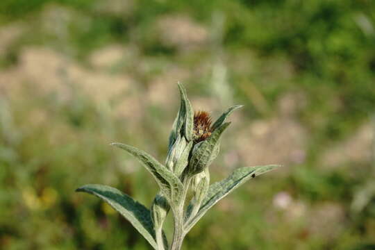 Plancia ëd Centaurea phrygia subsp. salicifolia (M. Bieb. ex Willd.) A. D. Mikheev