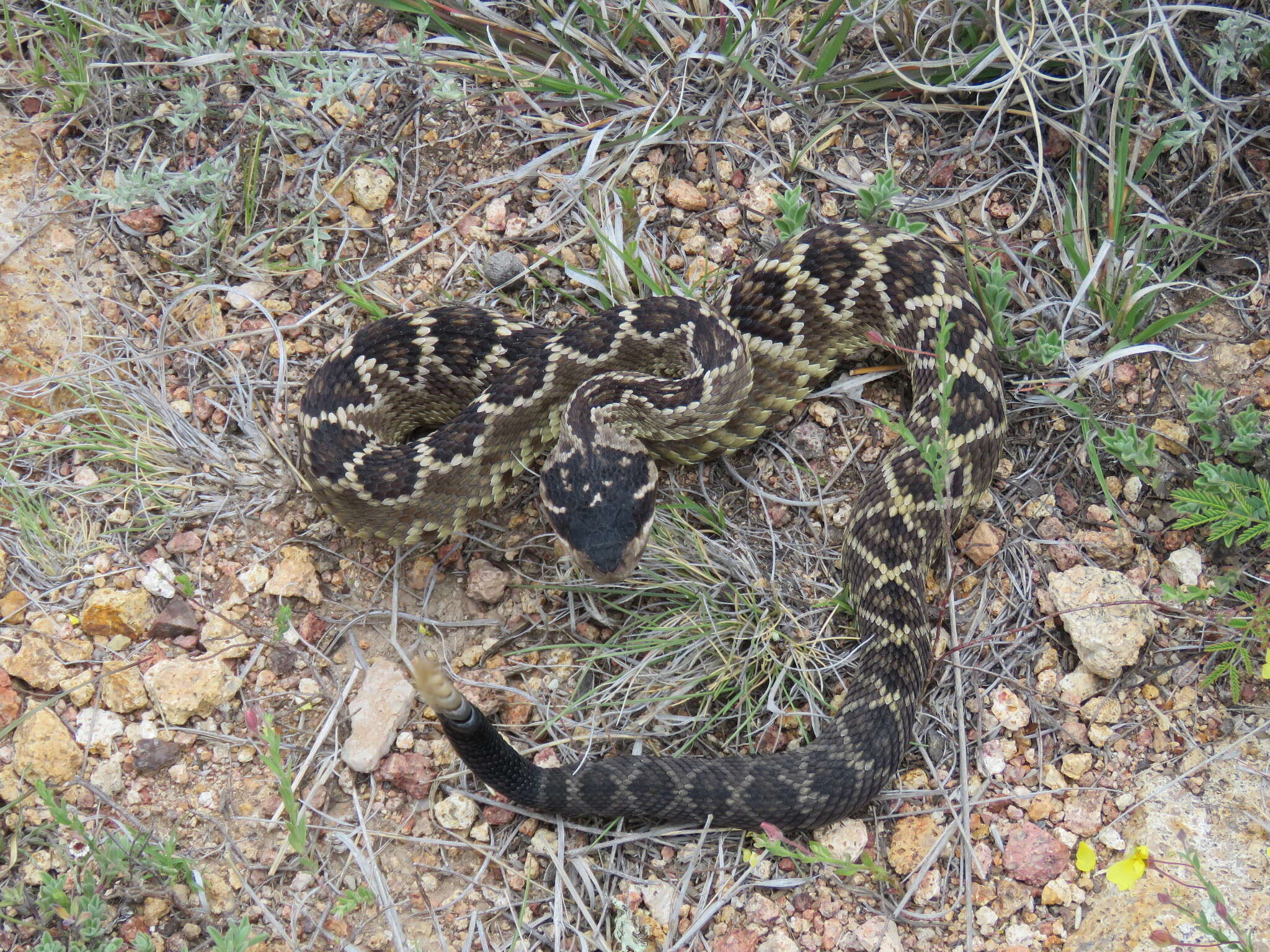 Image of Crotalus molossus nigrescens Gloyd 1936