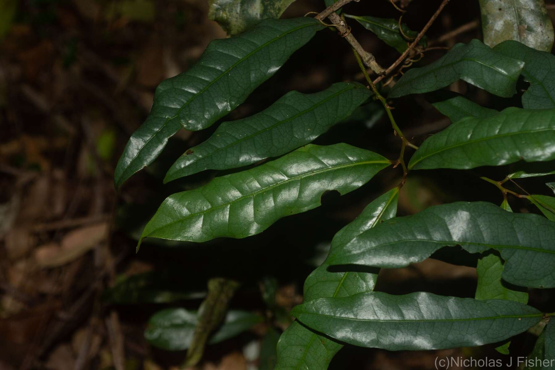 Image of Beilschmiedia elliptica C. T. White