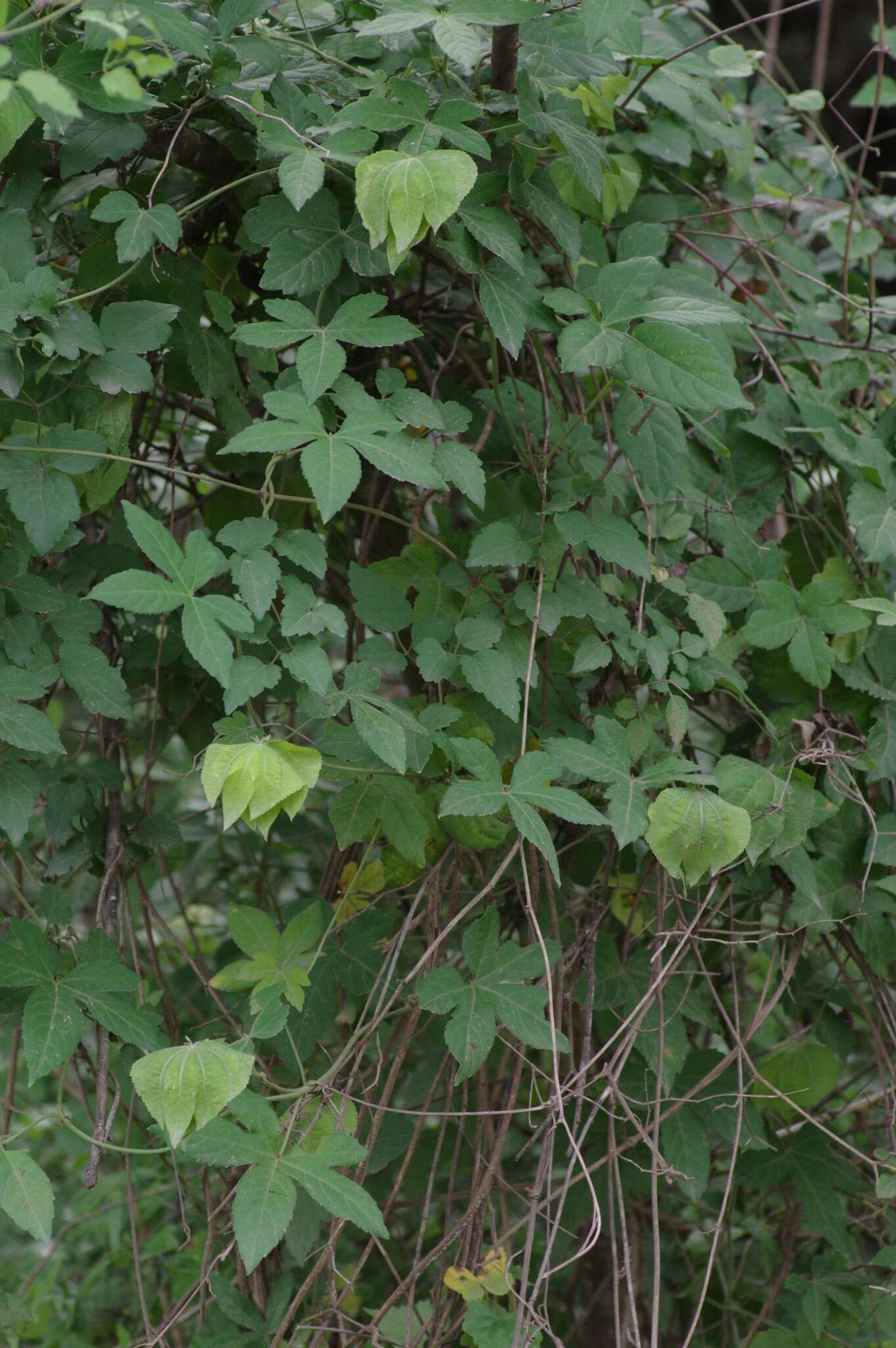 Image of Dalechampia capensis A. Spreng.