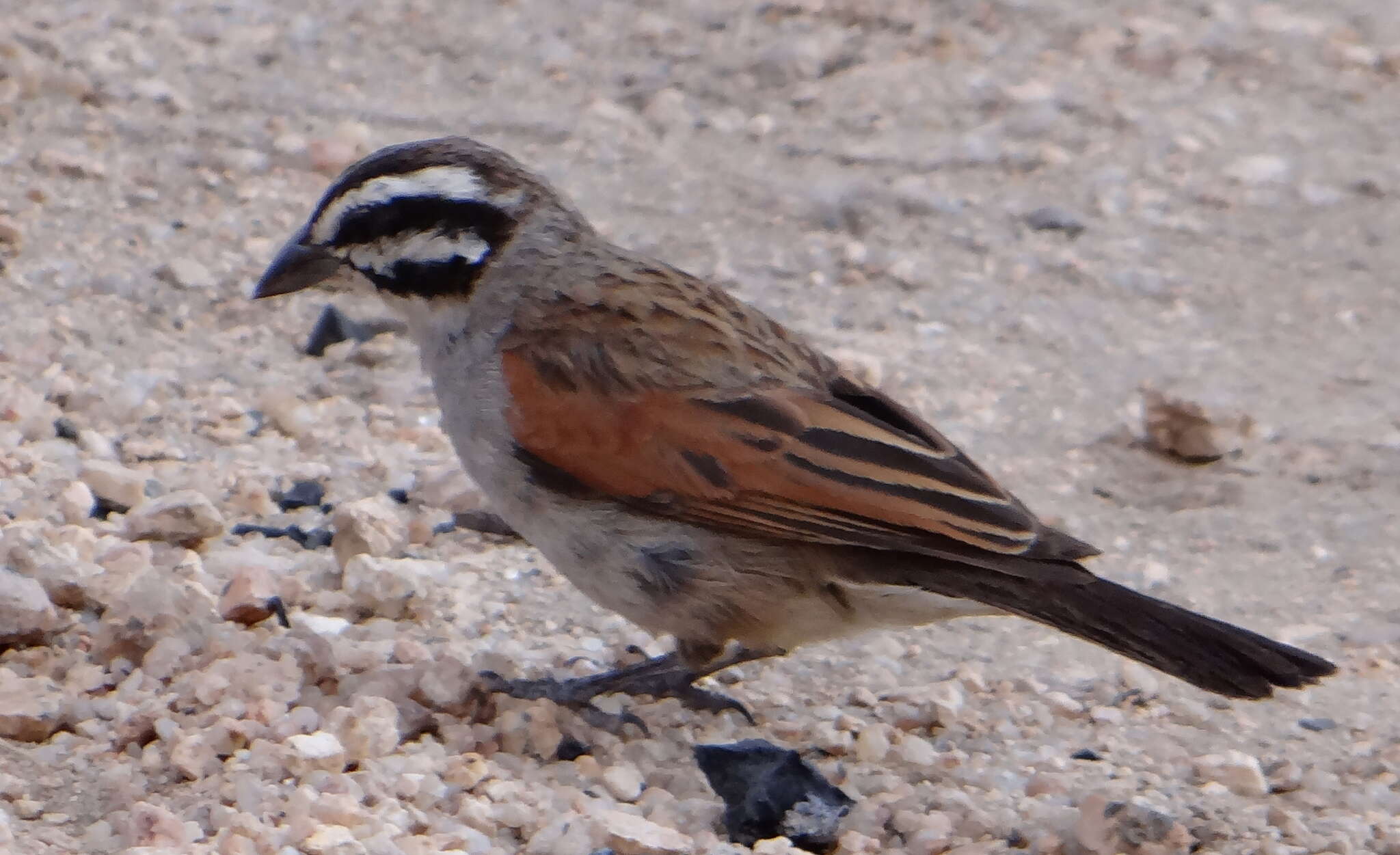 Image of Cape Bunting