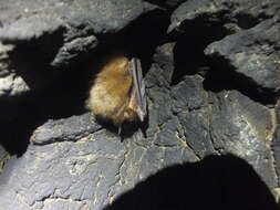 Image of Ognev’s Long-eared Bat