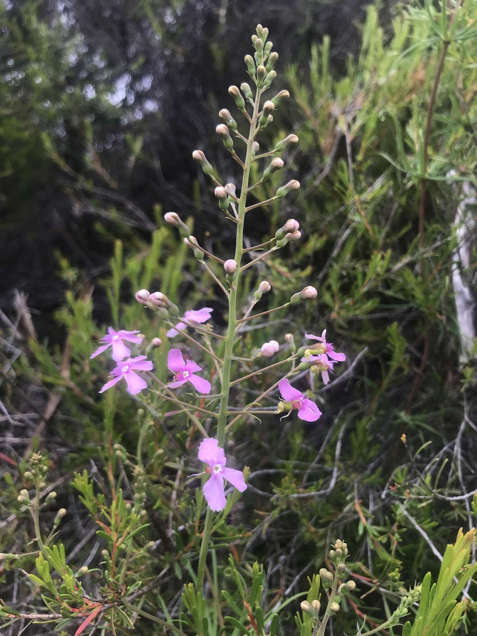 Image of Stylidium nymphaeum Wege