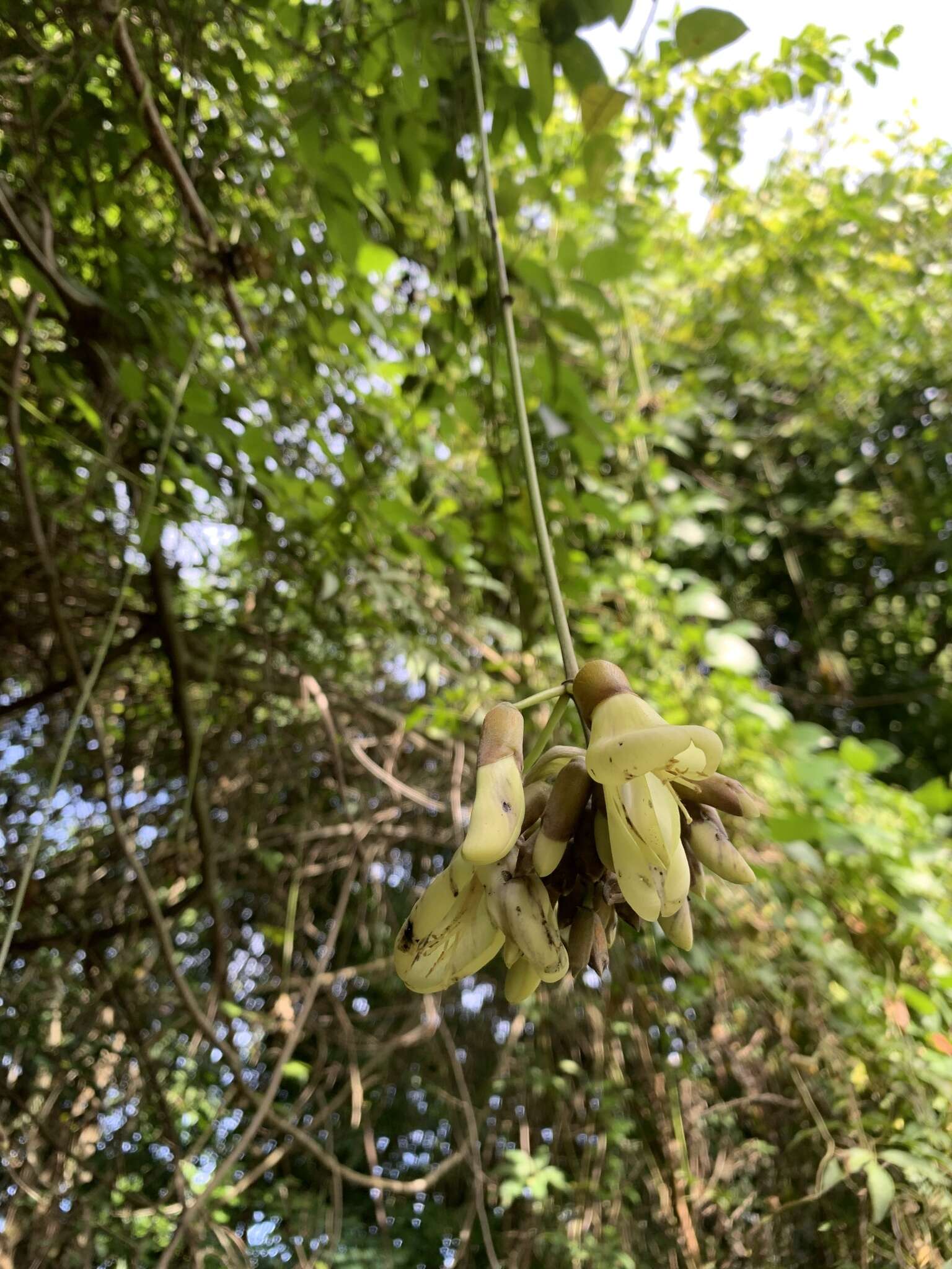 Sivun Mucuna urens (L.) Medik. kuva