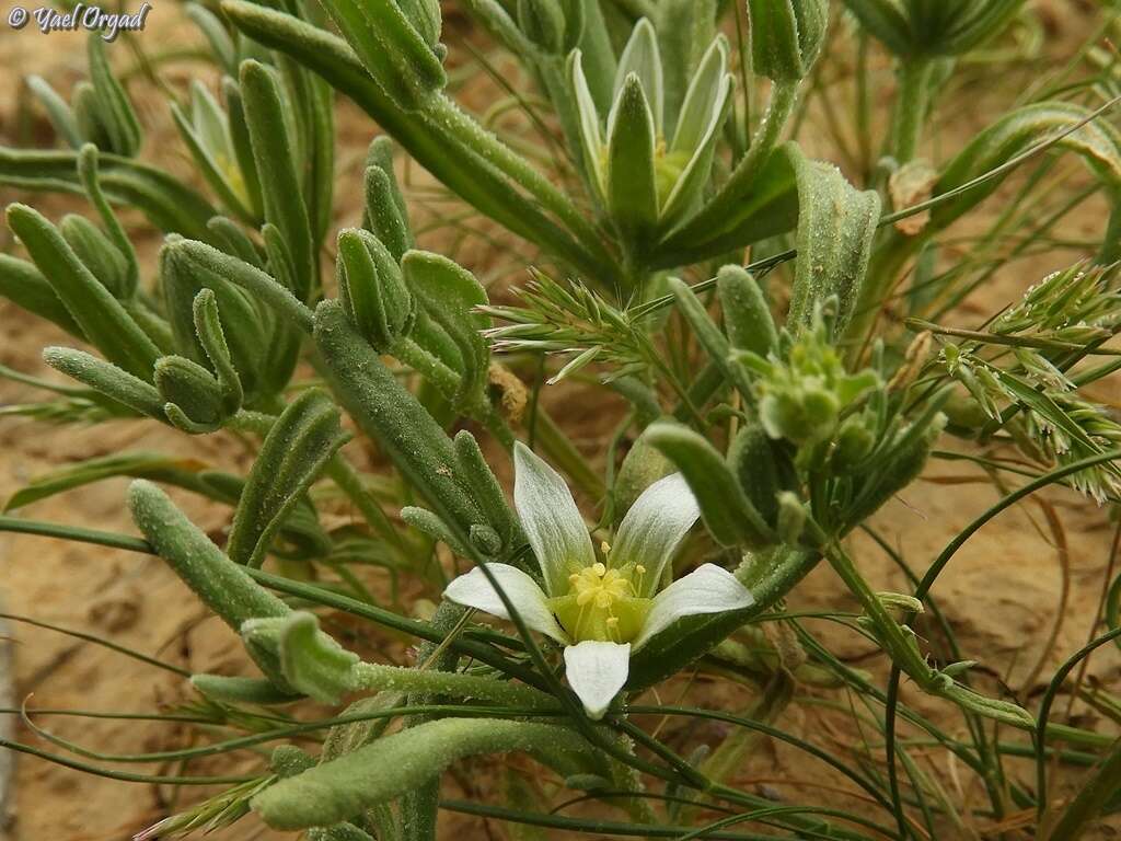 Imagem de Aizoanthemopsis hispanica (L.) Klak