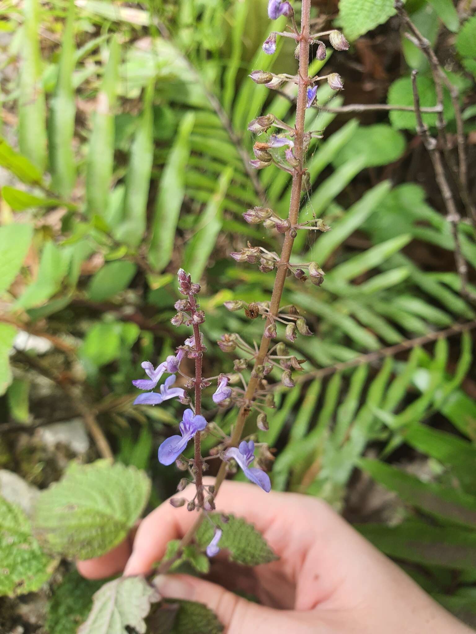 Image of <i>Coleus foetidus</i>