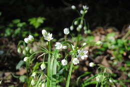 Image of Italian Garlic