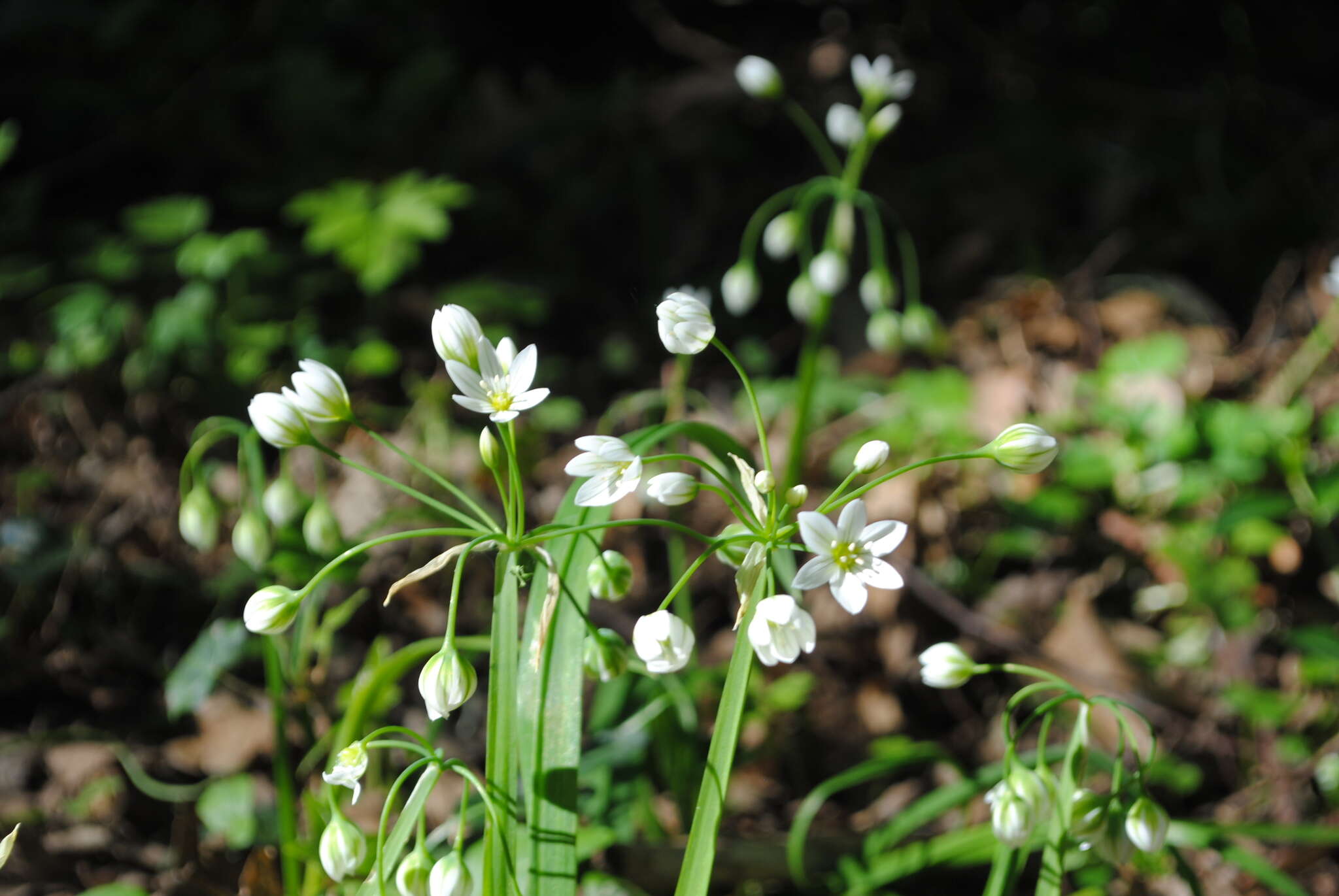 Image of Italian Garlic