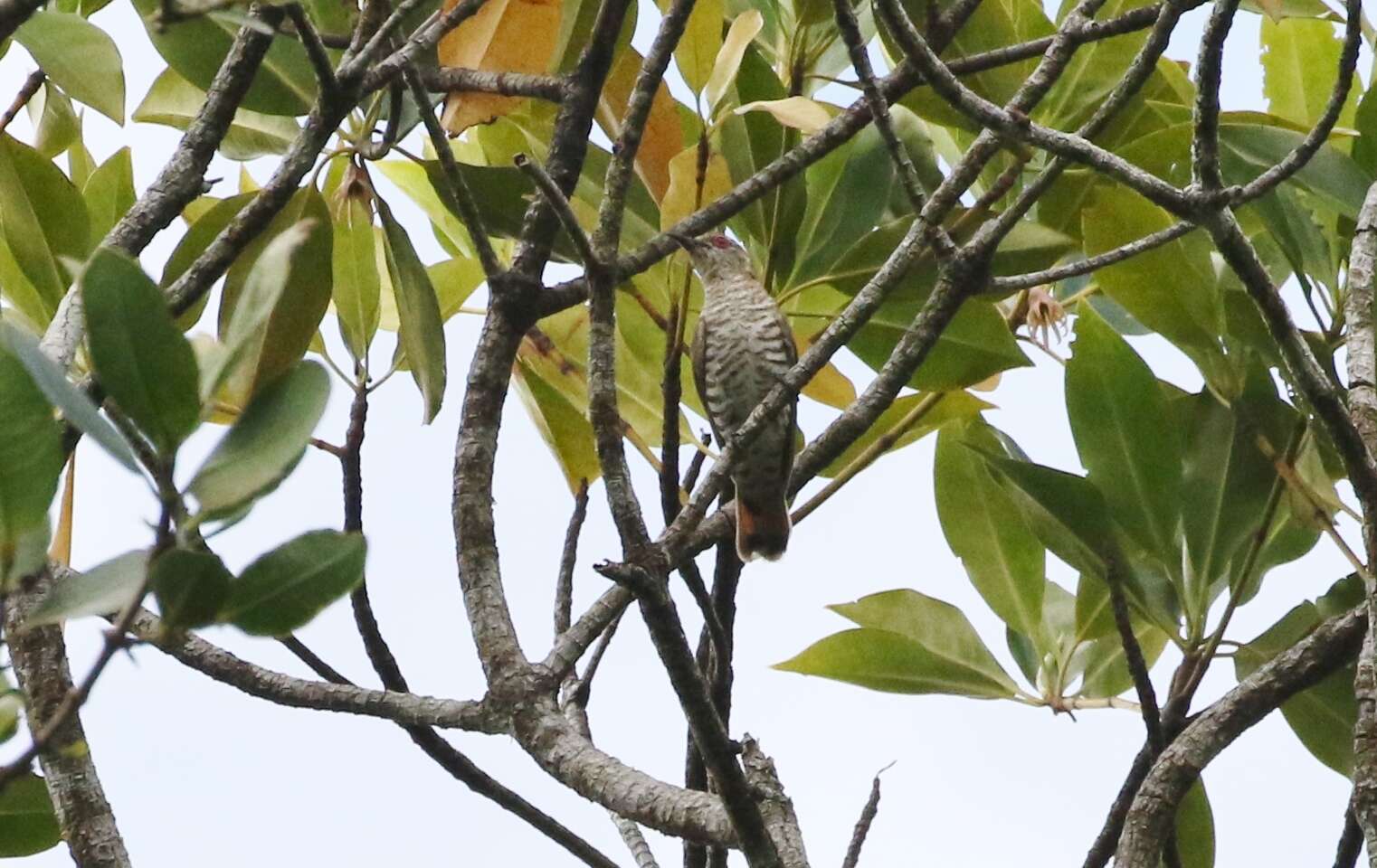 Image of Little Bronze Cuckoo