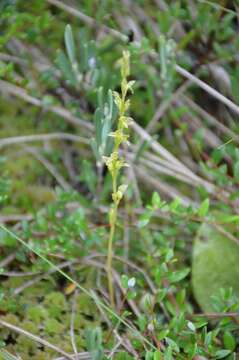 Image of Bog Orchid