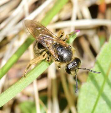 Image of Lasioglossum quebecense (Crawford 1907)