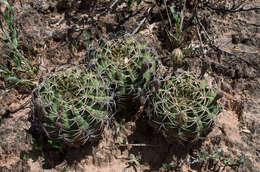 Image of Gymnocalycium marsoneri Fric ex Y. Itô