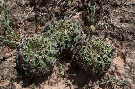 Image of Gymnocalycium marsoneri Fric ex Y. Itô