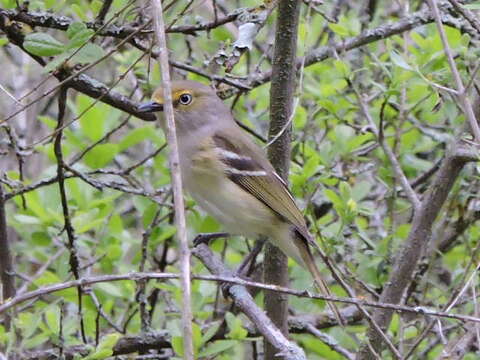 Image of White-eyed Vireo