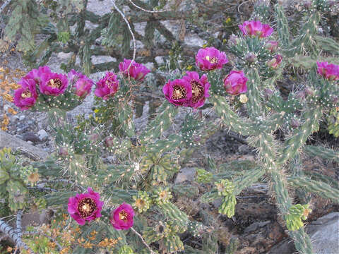 Image of tree cholla