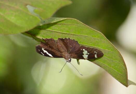 Image of Common spotted Flat