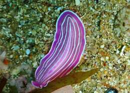 Image of pink flatworm