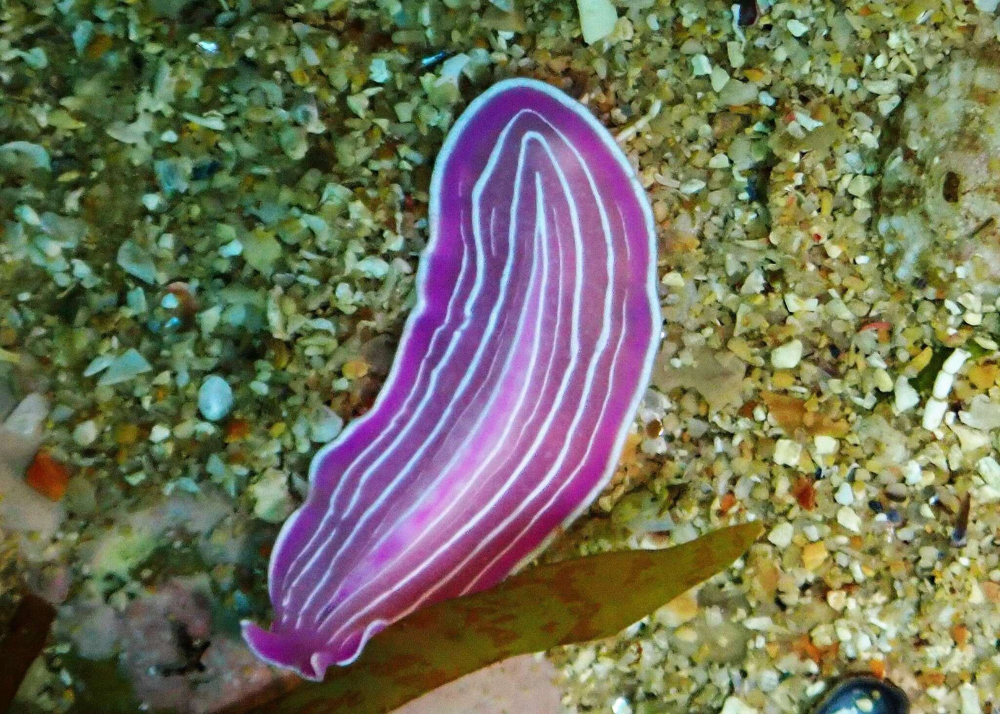 Image of pink flatworm