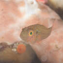 Image of Fishnet pygmygoby