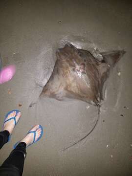 Image of Cownose rays and Flapnose rays