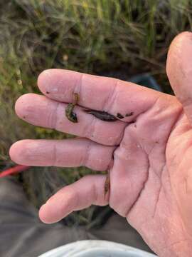 Image of Everglades Pygmy Sunfish