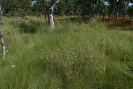 Image of River grass