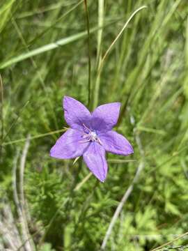 Image of Parry's bellflower