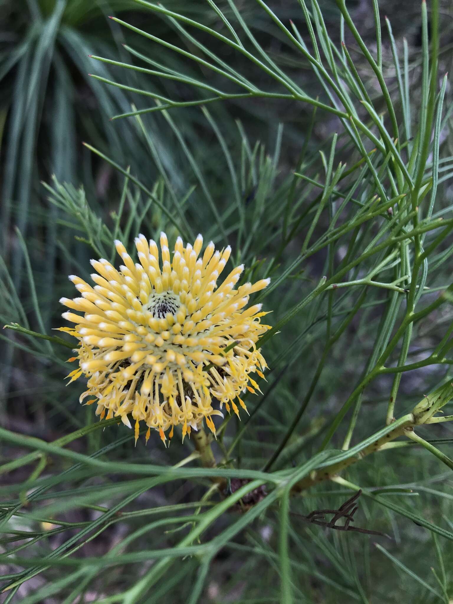 Image of Isopogon anethifolius (Salisb.) Knight