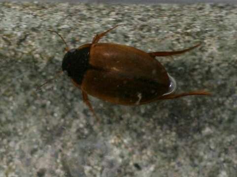 Image of Sturm's diving beetle
