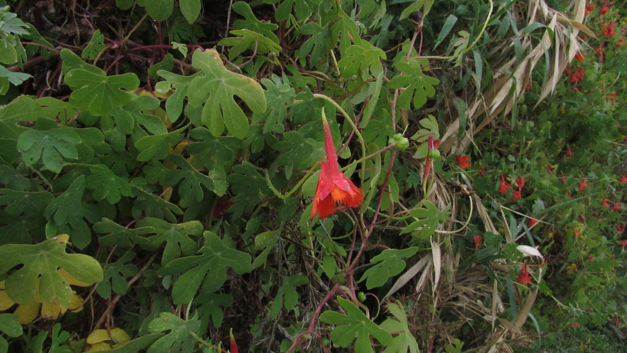 Image of Tropaeolum smithii DC.