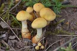 Image of Pholiota pinicola Jacobsson 1986