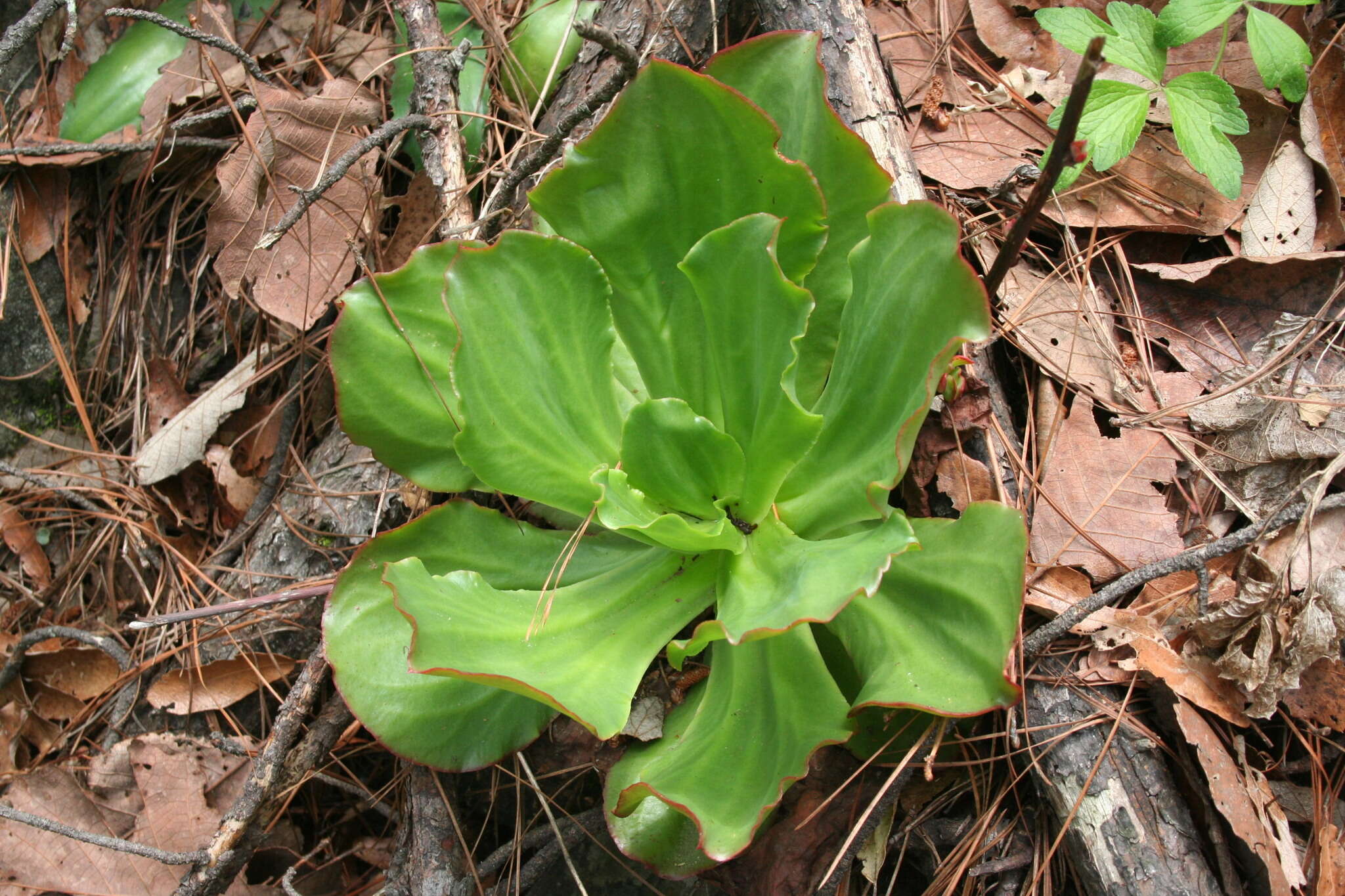 Image of succulent