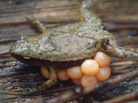 Image of Gardiner's Seychelles Frog