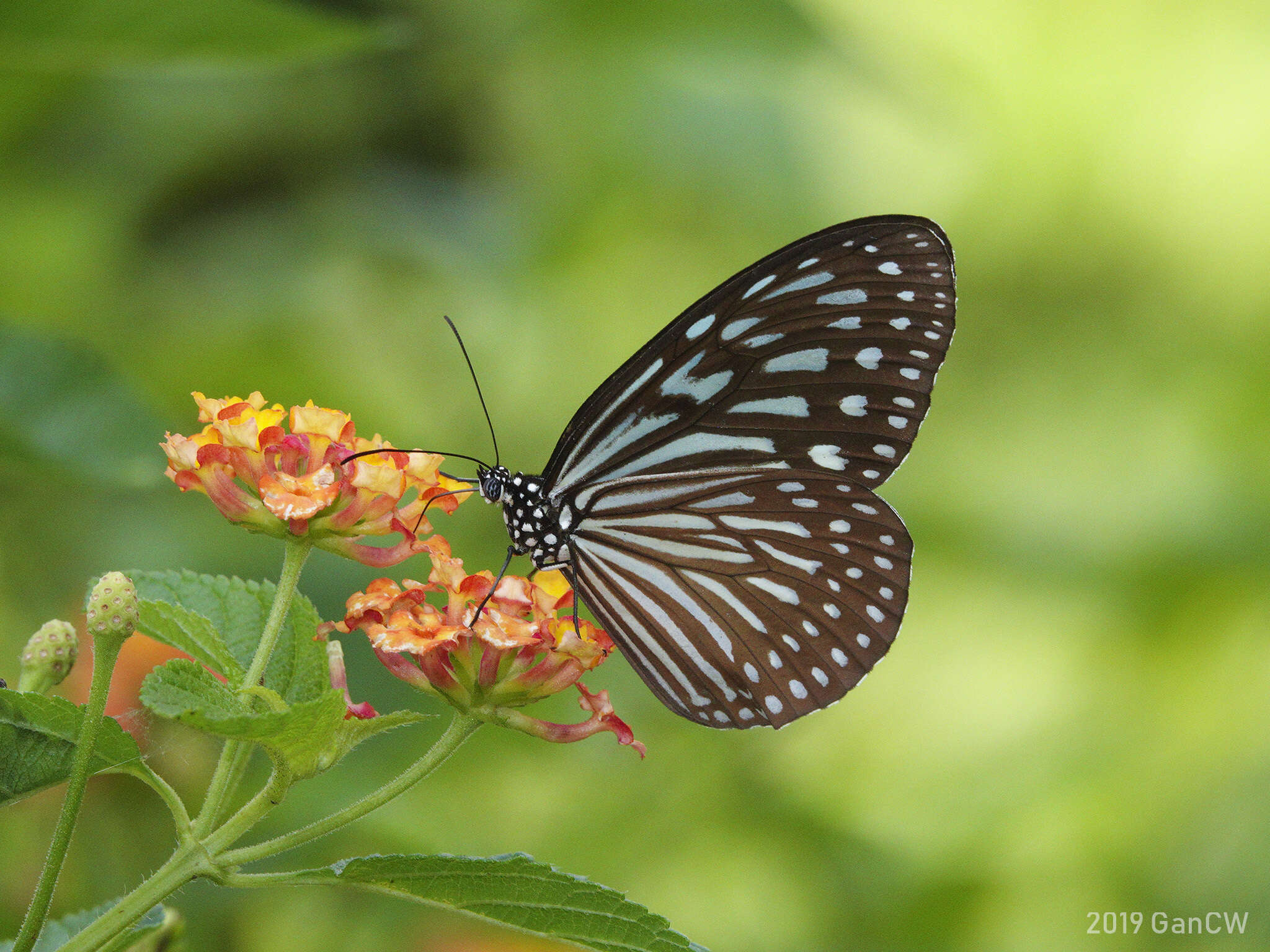 Imagem de Ideopsis vulgaris Butler 1874