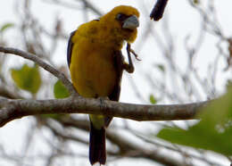 Image of Black-thighed Grosbeak