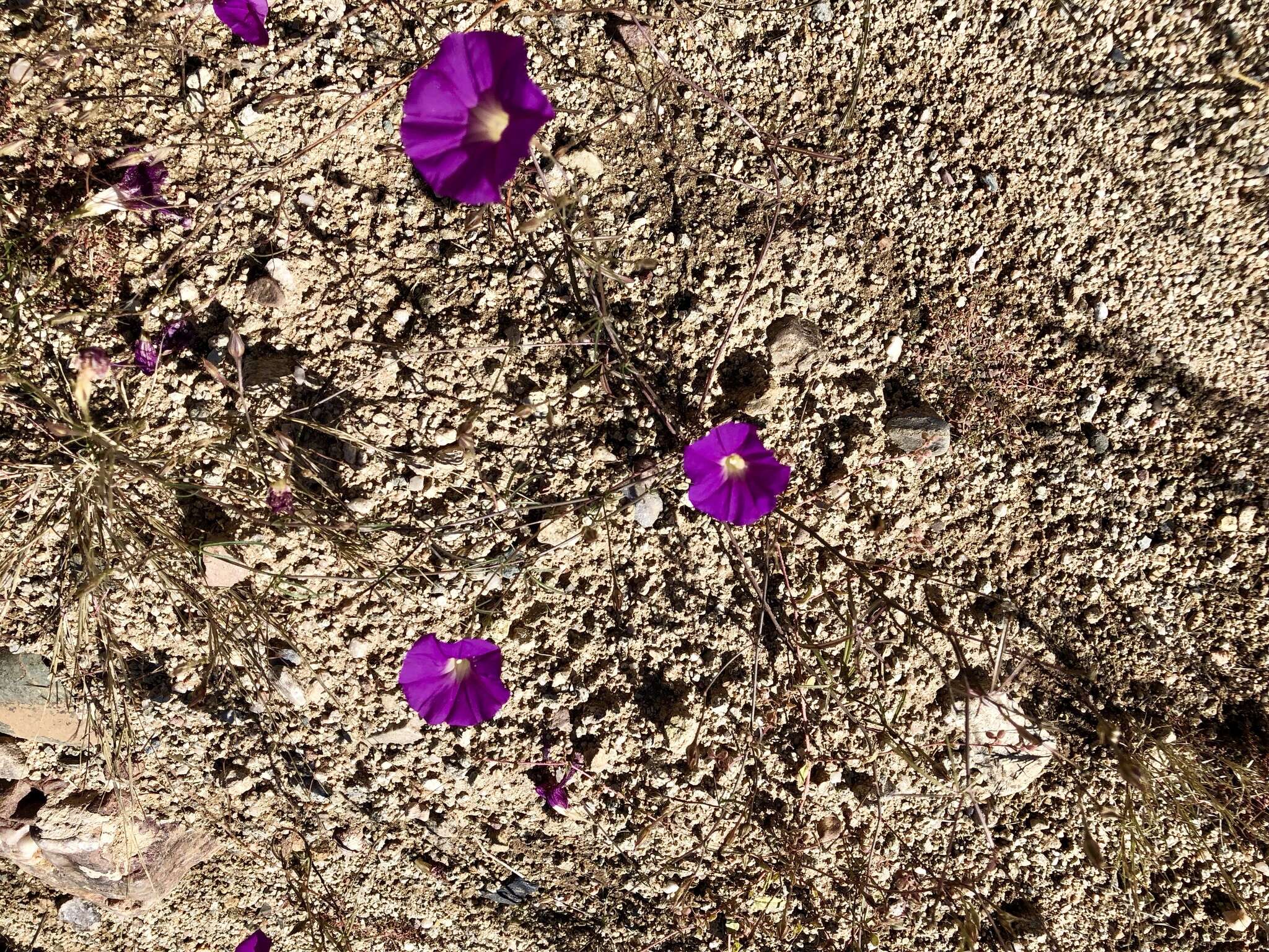 Imagem de Ipomoea ternifolia var. leptotoma (Torr.) J. A. Mc Donald