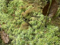 Imagem de Sphagnum rubiginosum Flatberg 1993