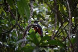 صورة Trogon melanurus Swainson 1838