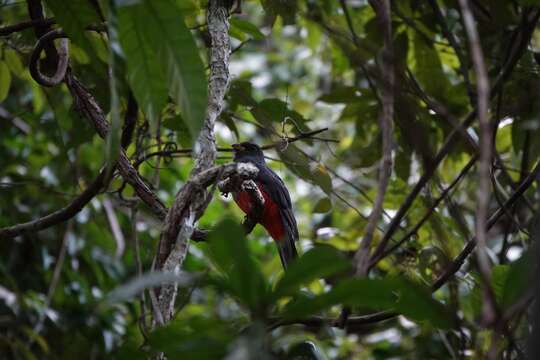 صورة Trogon melanurus Swainson 1838