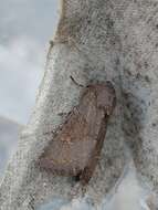 Image of Deep-brown Dart